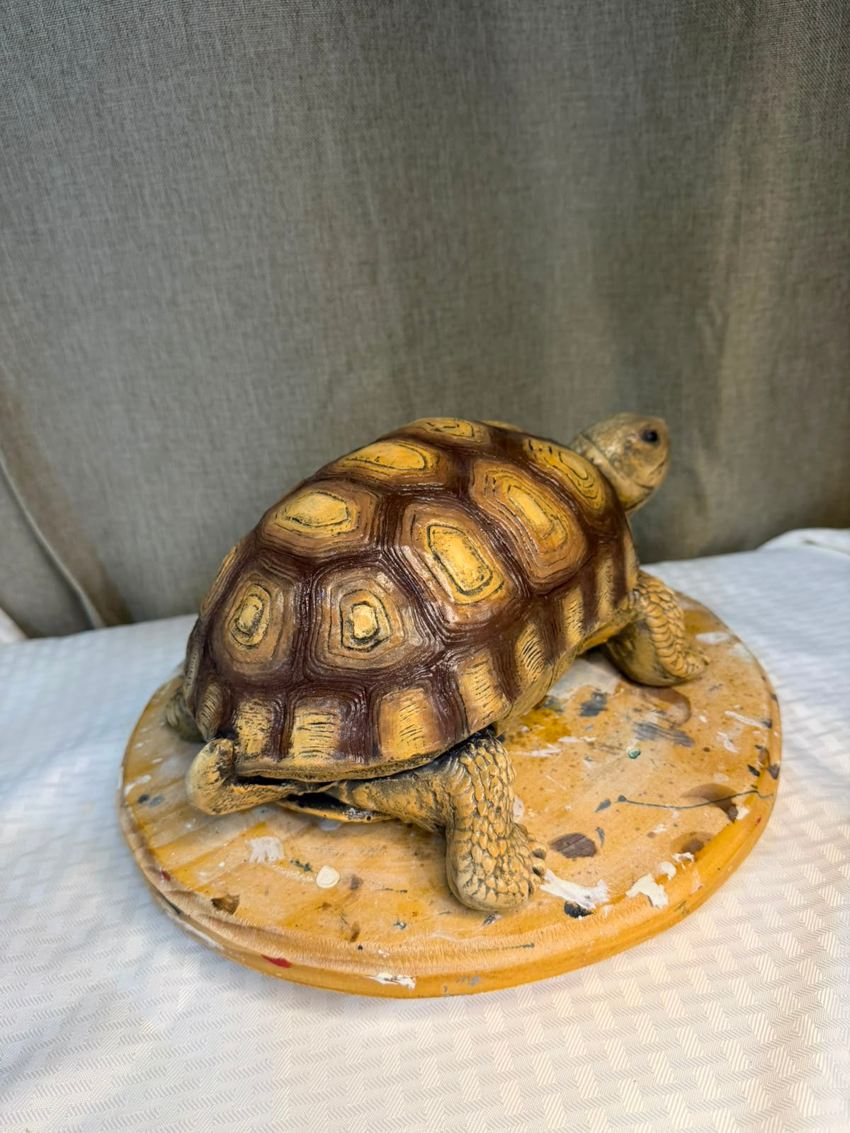 Curso Tortuga terrestre