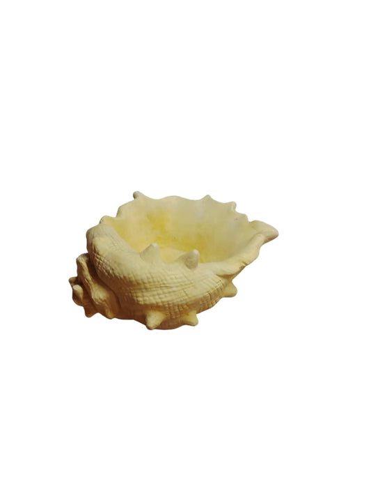 Caracola mediana (ziña)