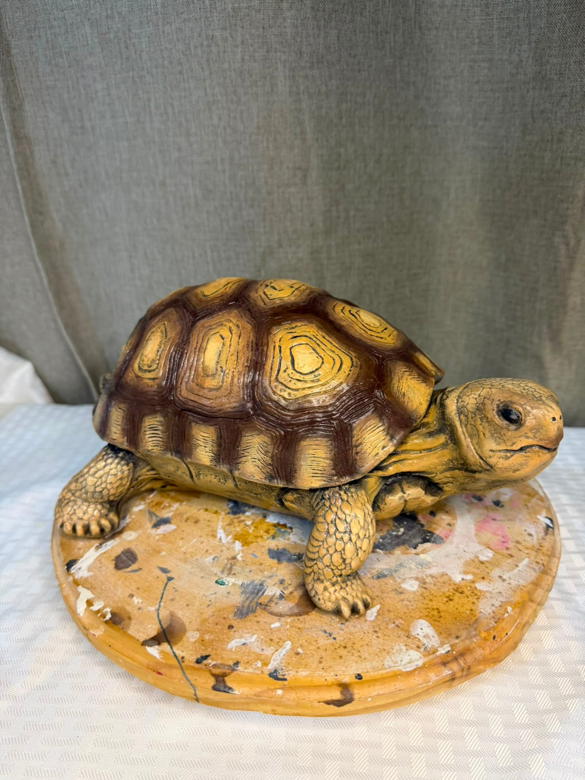 Curso Tortuga terrestre