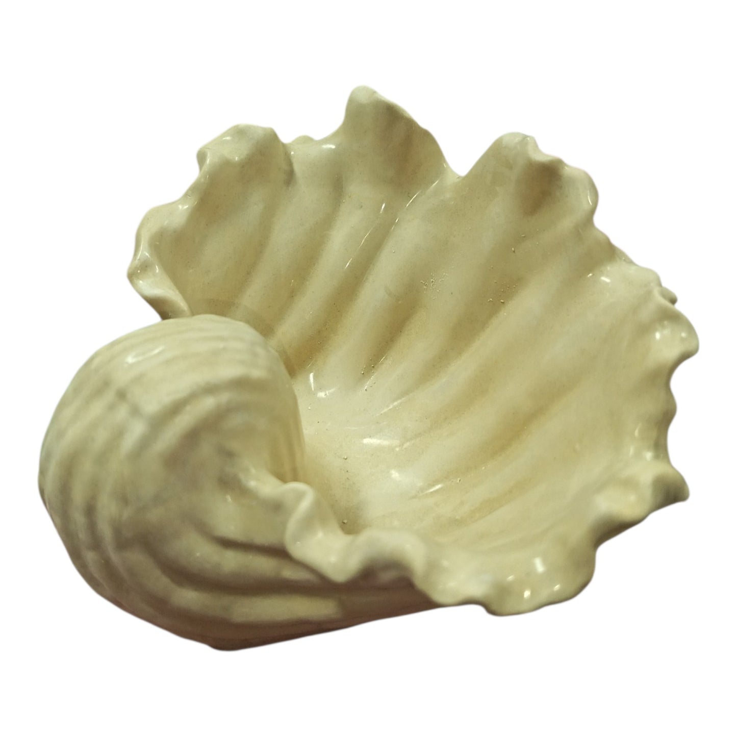 Caracola 13 cm largo x 12 cm ancho