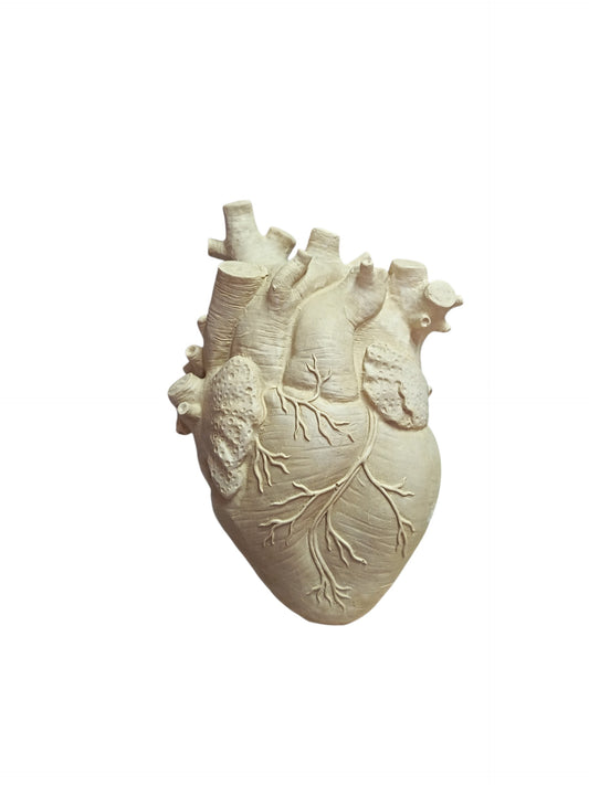 Corazón anatómico 23,5x16,5 cm