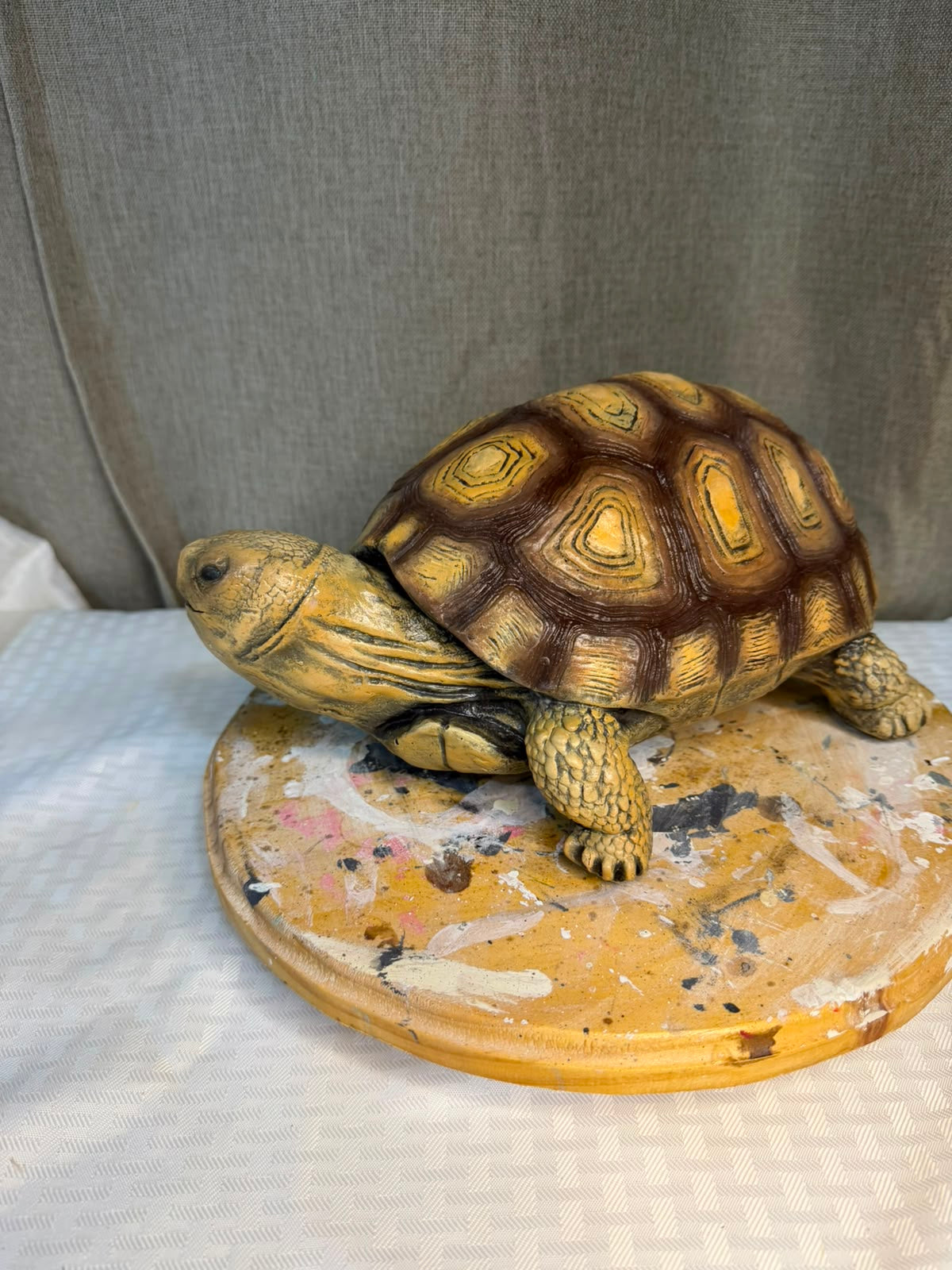 Curso Tortuga terrestre