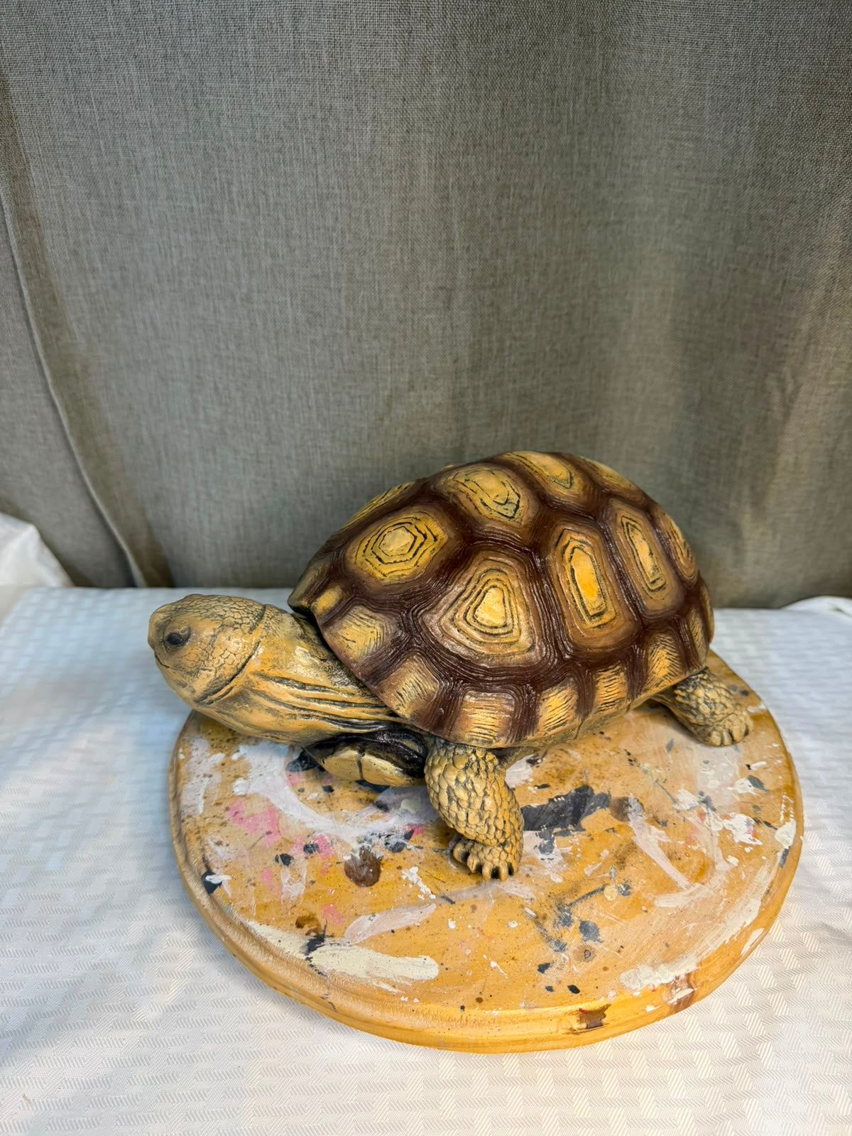 Curso Tortuga terrestre